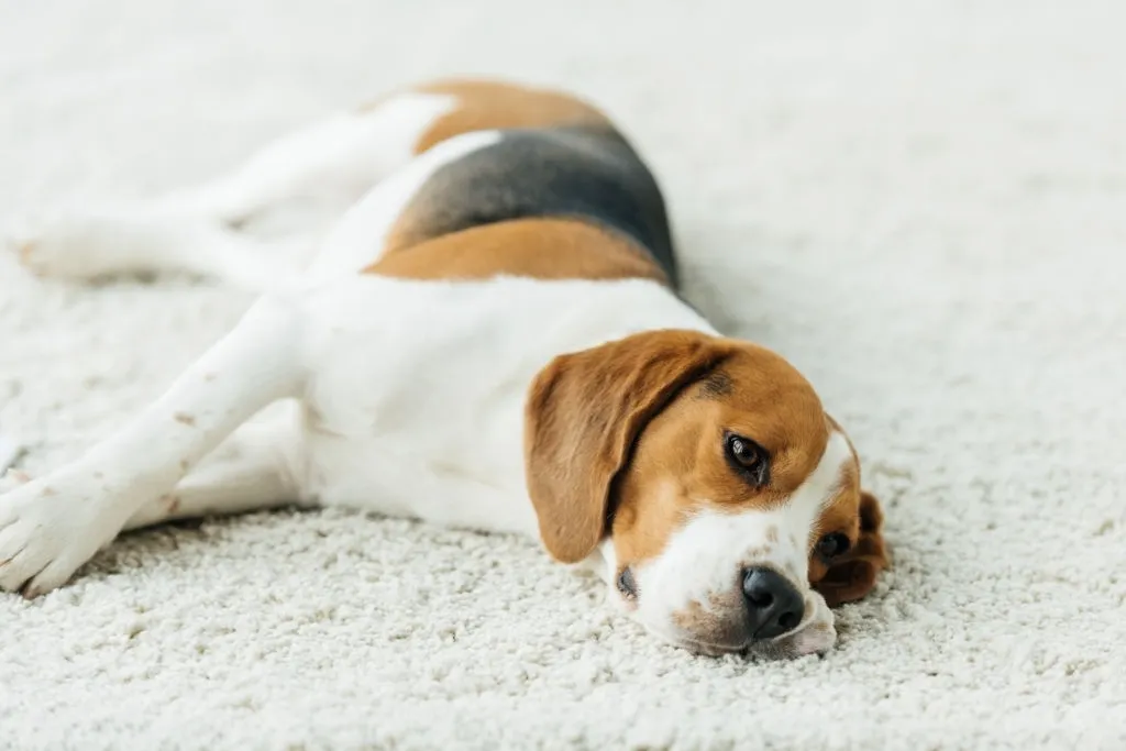 Carpet Flooring For Dogs